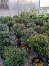Load image into Gallery viewer, Syzygium buxifolium Brush Cherry pre bonsai