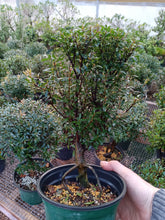 Load image into Gallery viewer, Syzygium buxifolium Brush Cherry pre bonsai