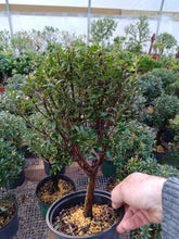 Load image into Gallery viewer, Syzygium buxifolium Brush Cherry pre bonsai