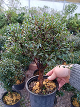 Load image into Gallery viewer, Syzygium buxifolium Brush Cherry pre bonsai