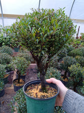 Load image into Gallery viewer, Syzygium buxifolium Brush Cherry pre bonsai