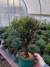 Load image into Gallery viewer, Syzygium buxifolium Brush Cherry pre bonsai