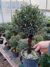 Load image into Gallery viewer, Syzygium buxifolium Brush Cherry pre bonsai