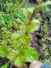 Load image into Gallery viewer, Persian ironwood Parrotica persica 'vanessa'
