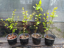 Load image into Gallery viewer, Persian ironwood Parrotica persica 'vanessa'