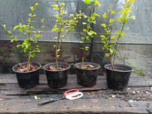 Load image into Gallery viewer, Persian ironwood Parrotica persica 'vanessa'