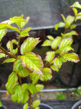 Load image into Gallery viewer, Persian ironwood Parrotica persica 'vanessa'