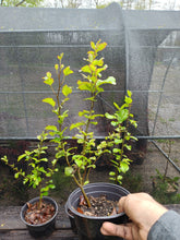 Load image into Gallery viewer, Persian ironwood Parrotica persica 'vanessa'