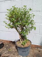 Load image into Gallery viewer, Serissa pre bonsai
