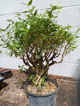 Load image into Gallery viewer, Serissa pre bonsai