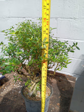 Load image into Gallery viewer, Serissa pre bonsai