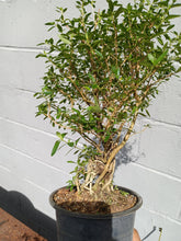 Load image into Gallery viewer, Serissa pre bonsai