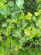 Load image into Gallery viewer, European white birch tree