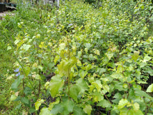 Load image into Gallery viewer, European white birch tree