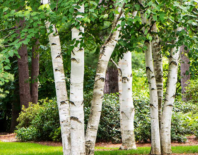bonsai birch tree European white birch tree – Lucky Bonsai