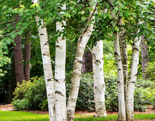 Load image into Gallery viewer, European white birch tree
