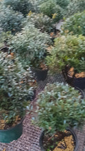 Load and play video in Gallery viewer, Syzygium buxifolium Brush Cherry pre bonsai