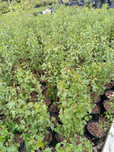 Load image into Gallery viewer, European white birch tree