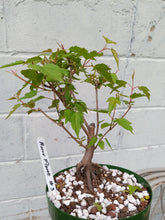 Load image into Gallery viewer, Amur Flame Maple pre bonsai Acer ginnala 'Flame'