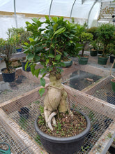 Load image into Gallery viewer, Large Ginseng Ficus in plastic bonsai pot