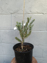 Load image into Gallery viewer, Korean Fir "Hortsmann's Silberlocke'