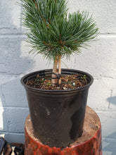 Load image into Gallery viewer, 'Gimborne's Ideal' Japanese White Pine