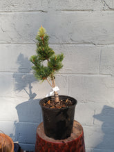 Load image into Gallery viewer, Pinus parviflora variety Tanima no yuki
