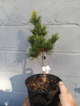 Load image into Gallery viewer, 'Gimborne's Ideal' Japanese White Pine
