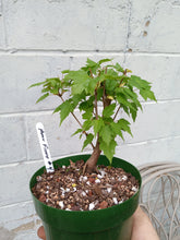 Load image into Gallery viewer, Amur Flame Maple pre bonsai Acer ginnala 'Flame'