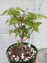 Load image into Gallery viewer, Amur Flame Maple pre bonsai Acer ginnala 'Flame'