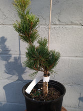 Load image into Gallery viewer, Pinus parviflora variety Tanima no yuki
