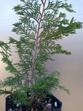 Load image into Gallery viewer, Hinoki Cypress "Wells Special"