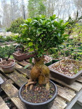Load image into Gallery viewer, Large Ginseng Ficus in plastic bonsai pot