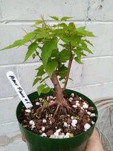 Load image into Gallery viewer, Amur Flame Maple pre bonsai Acer ginnala 'Flame'