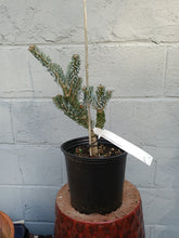 Load image into Gallery viewer, Korean Fir "Hortsmann's Silberlocke'