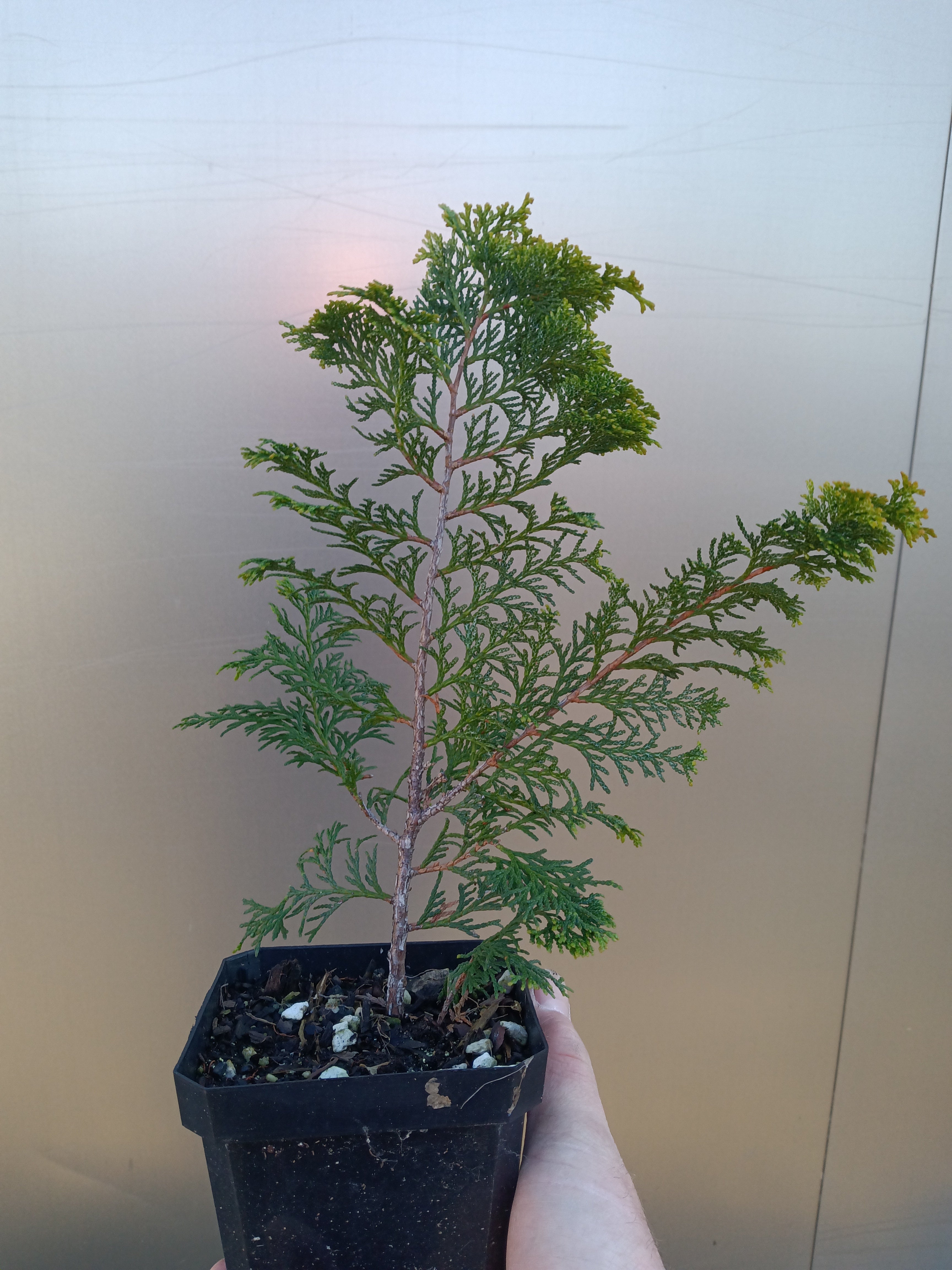 Hinoki Cypress 