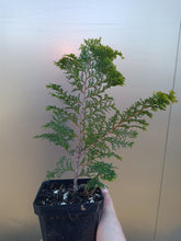 Load image into Gallery viewer, Hinoki Cypress "Wells Special"