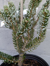 Load image into Gallery viewer, Korean Fir "Hortsmann's Silberlocke'