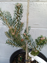 Load image into Gallery viewer, Korean Fir "Hortsmann's Silberlocke'