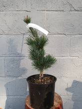 Load image into Gallery viewer, 'Gimborne's Ideal' Japanese White Pine