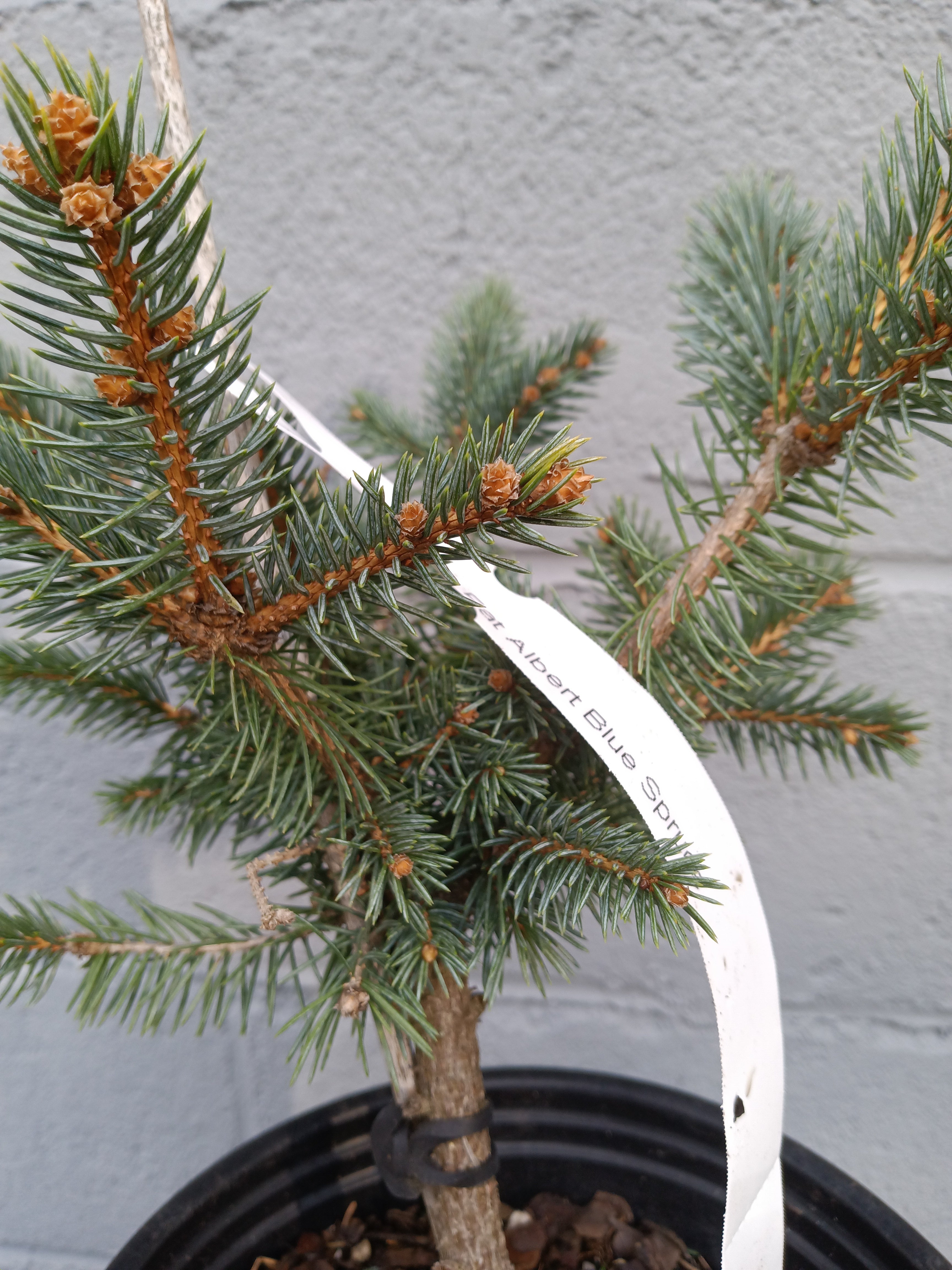 Fat Albert Blue Spruce – Lucky Bonsai