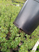 Load image into Gallery viewer, European white birch tree