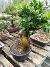 Load image into Gallery viewer, Large Ginseng Ficus in plastic bonsai pot