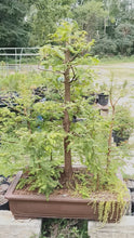 Load and play video in Gallery viewer, Dawn redwood forest in 39" pot