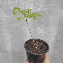 Load image into Gallery viewer, Cold Harty Mimosa tree
