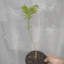 Load image into Gallery viewer, Cold Harty Mimosa tree