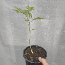 Load image into Gallery viewer, Cold Harty Mimosa tree
