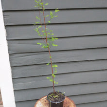 Load image into Gallery viewer, Bald Cypress tree