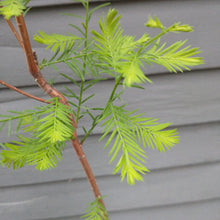 Load image into Gallery viewer, Bald Cypress tree