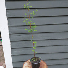 Load image into Gallery viewer, Bald Cypress tree